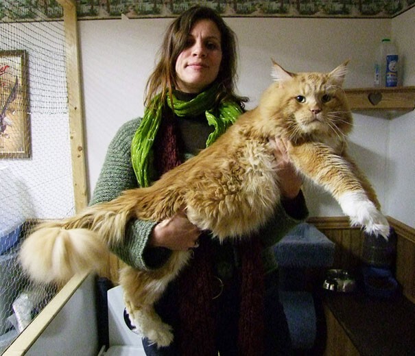 Кошки бывают разные… Например, гигантские!