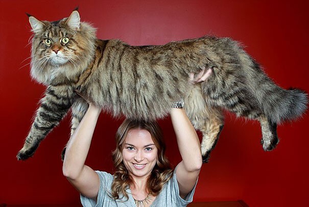 Кошки бывают разные… Например, гигантские!