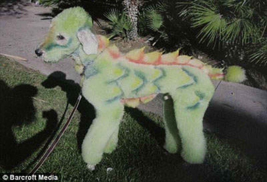 4. Собака-дракон