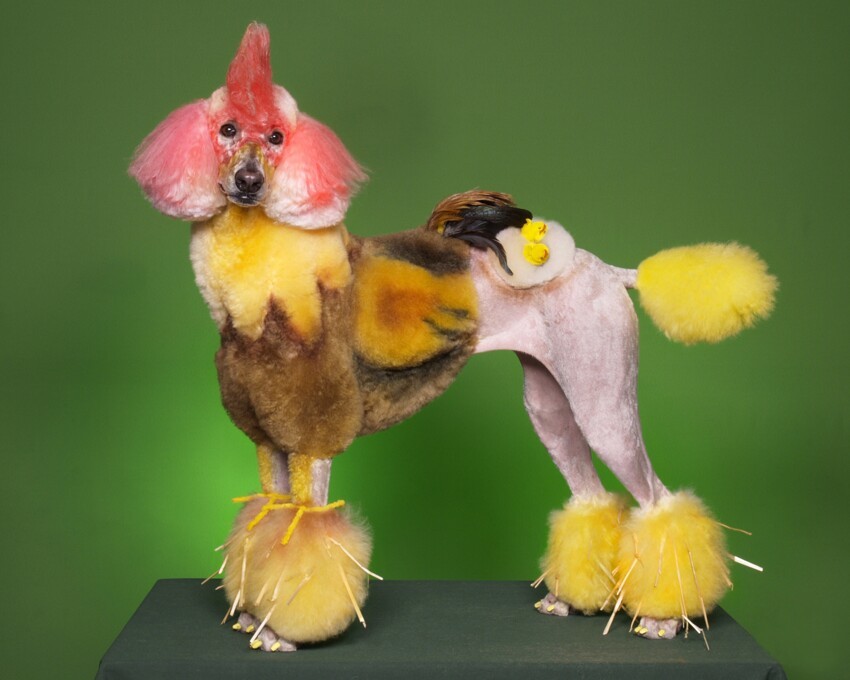 2. Собака-курица