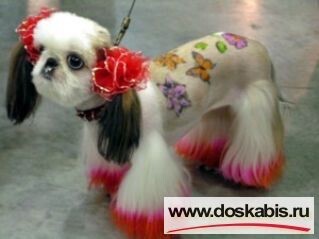 5. Собака-просто прелесть