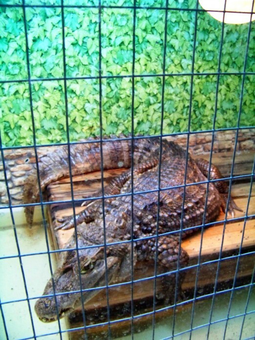 А это гордость - нашего зоопарка! Крокодил Вася, которому уже 66 лет.