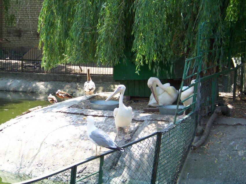 Гордость моего города - Николаевский зоопарак!