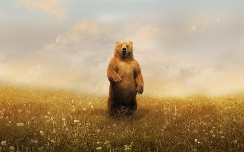 Удивительные факты о медведях
