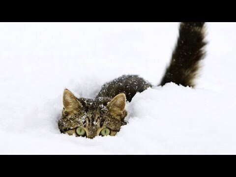Котик любит копаться в снегу 