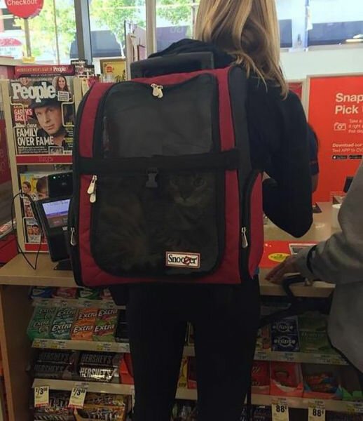 Рюкзак для кота