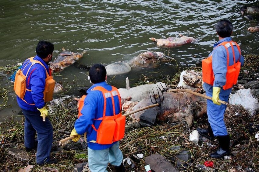 22. Более 3000 мертвых свиней в реке Хуанпу, Китай