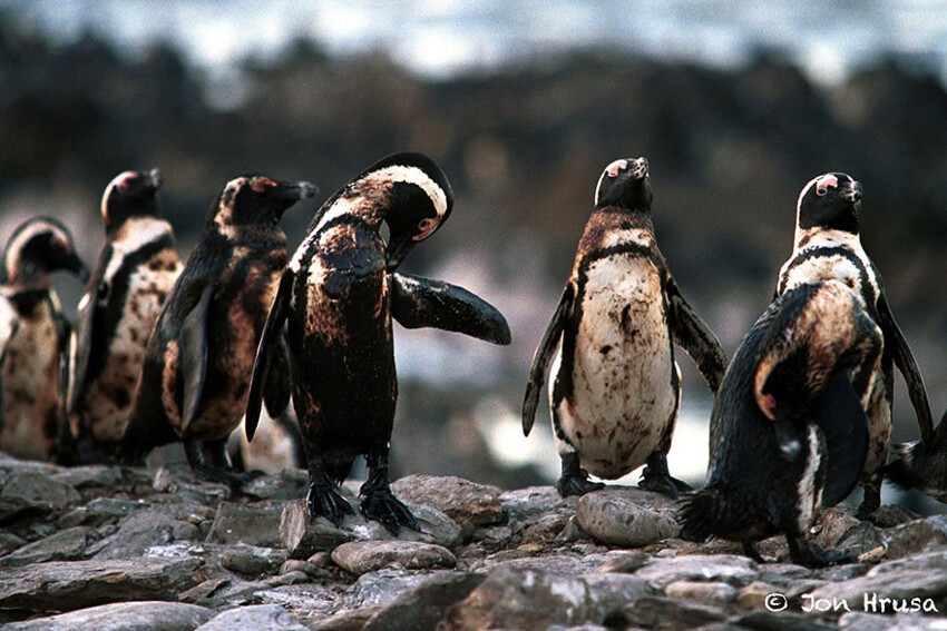 8. Пингвины, испачканные нефтью