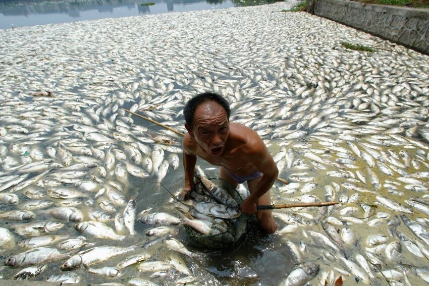 14. Мужчина собирает мёртвую рыбу на озере Ухань, провинция Хубэй, Китай