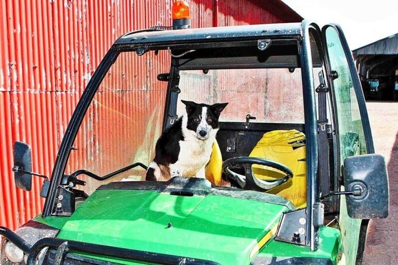 В Шотландии собака угнала трактор и устроила ДТП