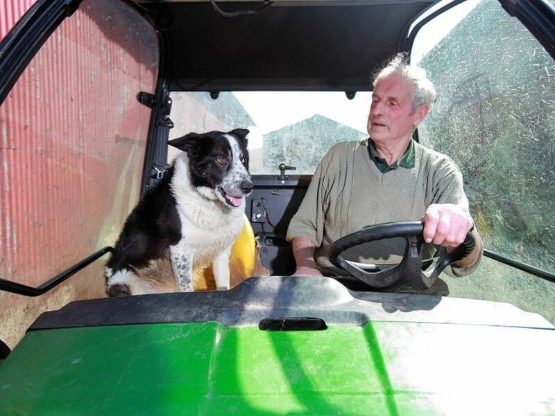 В Шотландии собака угнала трактор и устроила ДТП