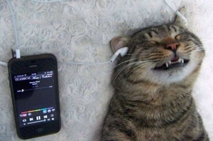 Как ведут себя коты, когда хозяева громко слушают музыку! 