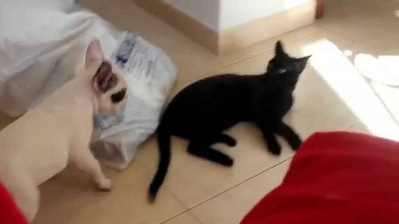 Бульдог против черного кота 