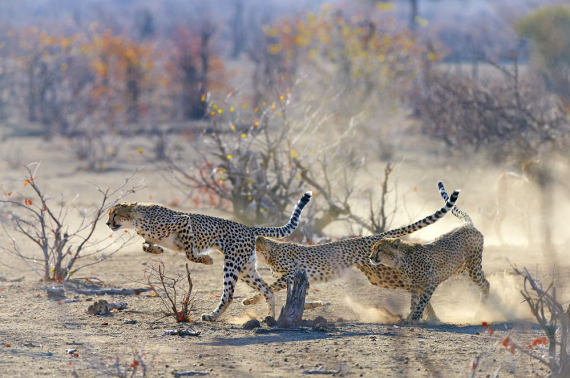 Лучшие фотографии  National Geographic