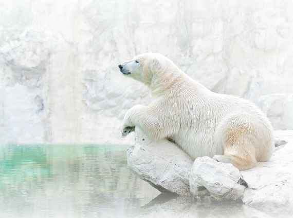 Лучшие фотографии  National Geographic