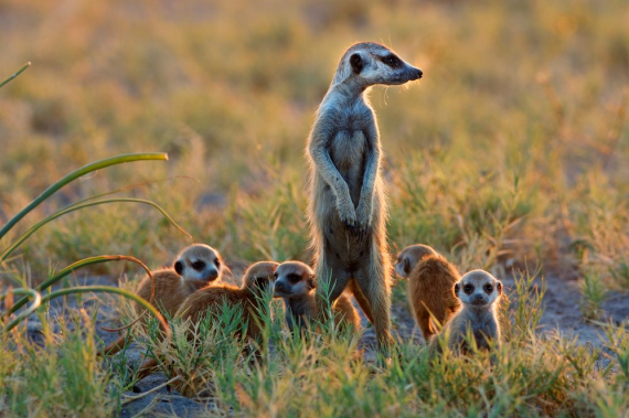 Лучшие фотографии  National Geographic