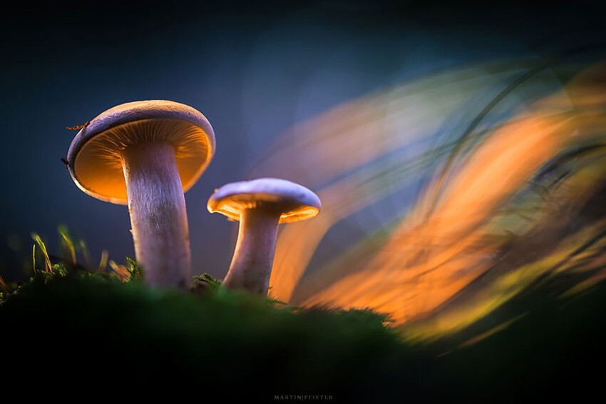 Сказочные грибы от Мартина Пфистера
