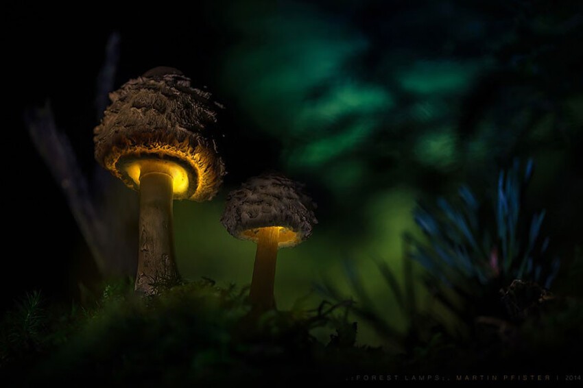Сказочные грибы от Мартина Пфистера