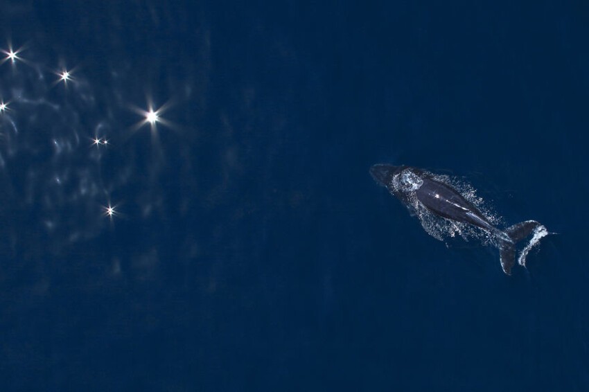 Горбатый кит и отражение солнца