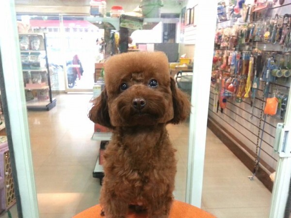 Модные стрижки для собак на Тайване 
