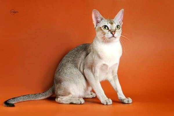 Сингапурская кошка Renaissance Rus Homato Yoshi. 