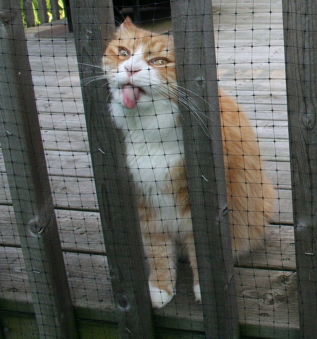 Фото котов, сделанных в нужный момент