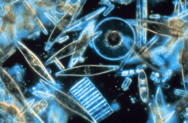 10. Большую часть кислорода на нашей планете производят микроскопические существа, живущие в океане - фитопланктон.
