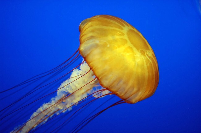 12. Медузы живут, по результатам наблюдений, в 15-30 раз дольше, чем акулы.