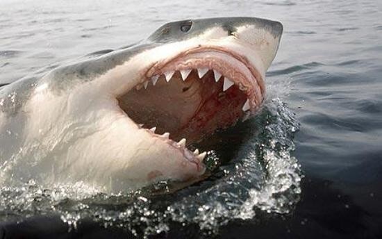 7. В Тихом океане есть место, которое называют Уайт Шарк Кафе ("Кафе белых акул"). Там собираются группы белых акул для дальнейшего спаривания.