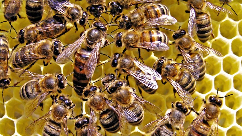 Мобильники убивают пчёл.