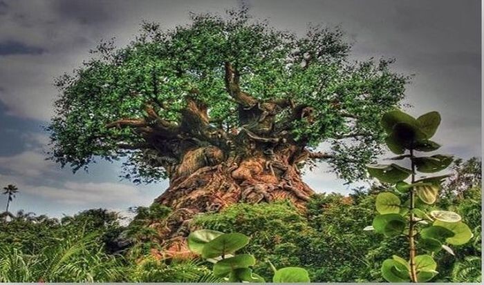 Это волшебное дерево находится в ………, здесь вы можете вставить любое экзотическое название африканской/азиатской деревни 