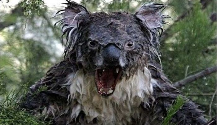 Вот так выглядят мокрые коалы 