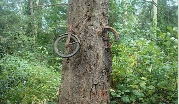 В 1914 году один мальчик отправился на войну и оставил свой велосипед возле дерева 