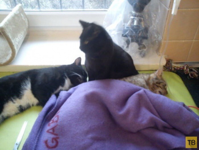Черный кот по кличке Радеменес - санитар приюта для животных