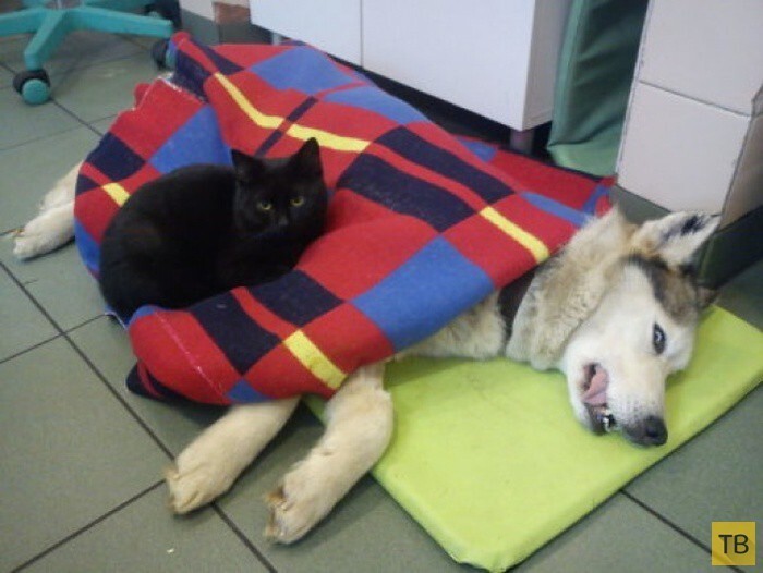 Черный кот по кличке Радеменес - санитар приюта для животных