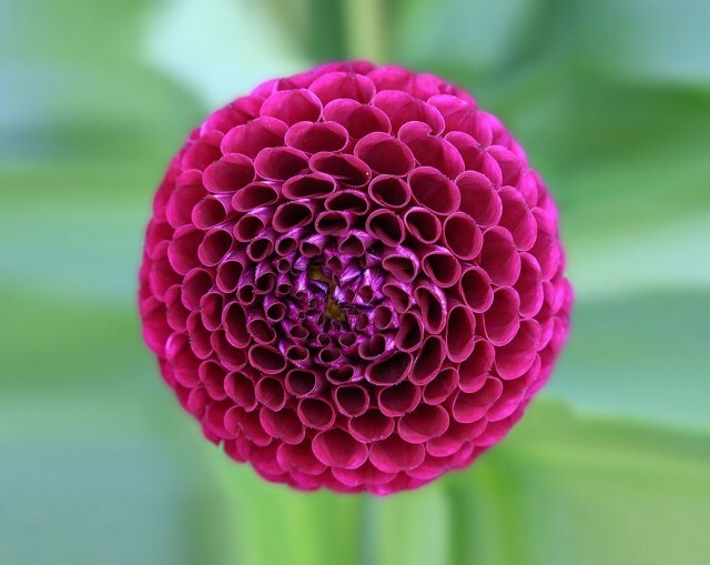   15 растений для тех, кто любит симметрию