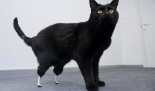 14. Первое животное с бионическими имплантатами ног