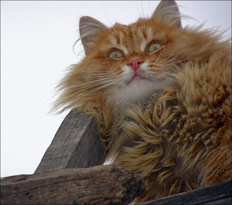 Кошляндия