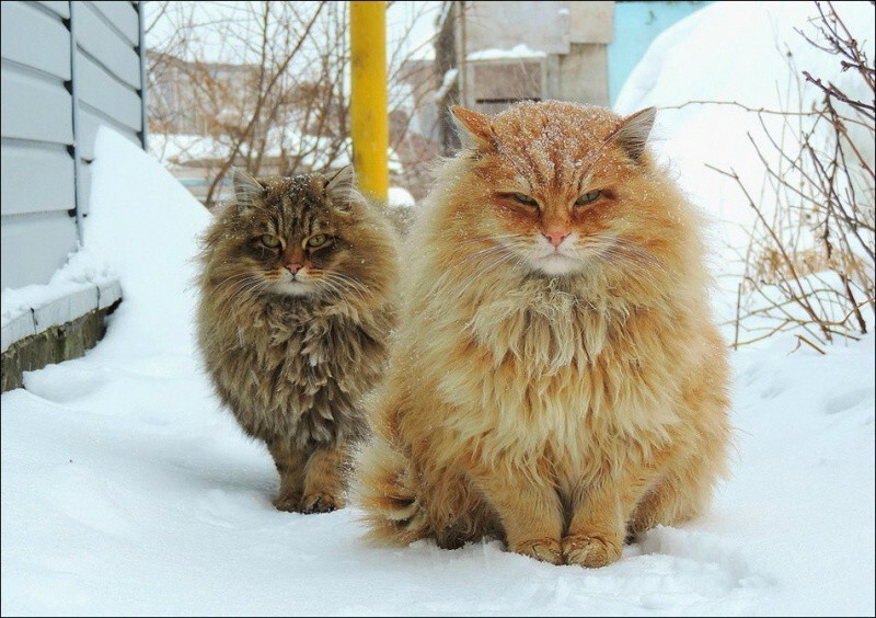 Кошляндия