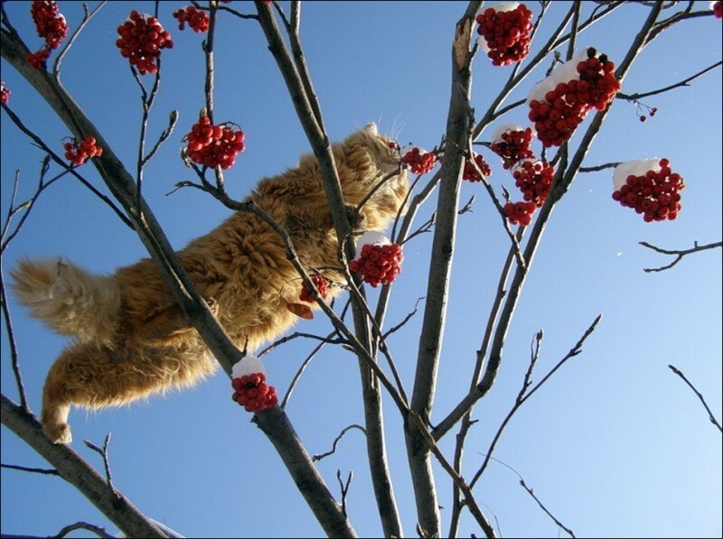 Кошляндия