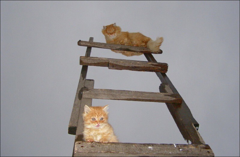 Кошляндия