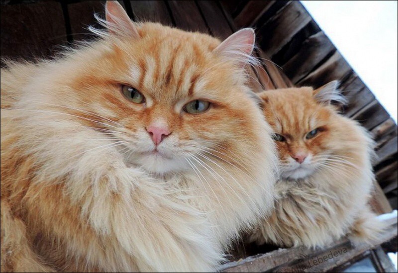Кошляндия