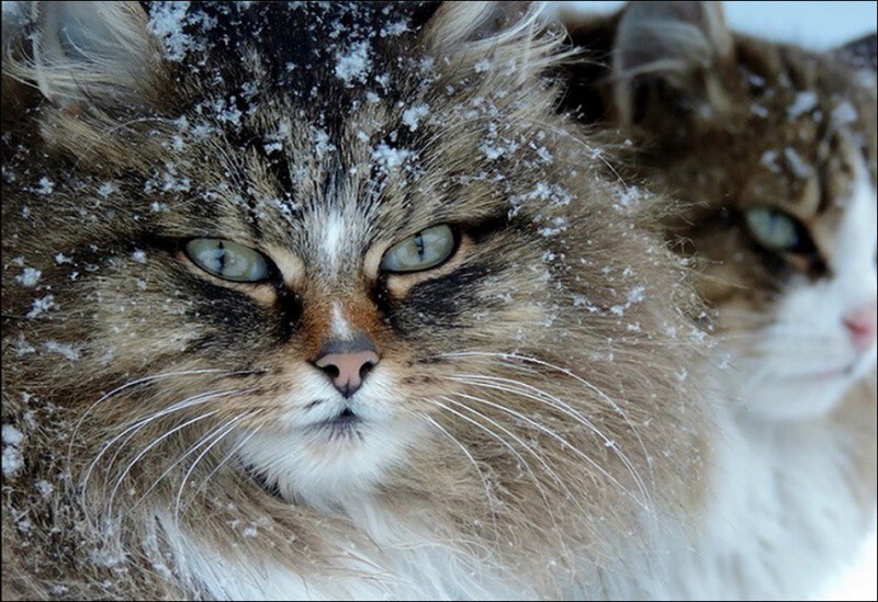 Кошляндия