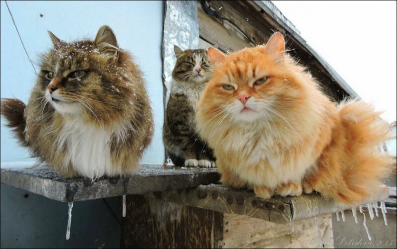 Кошляндия