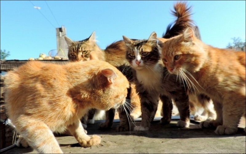 Кошляндия