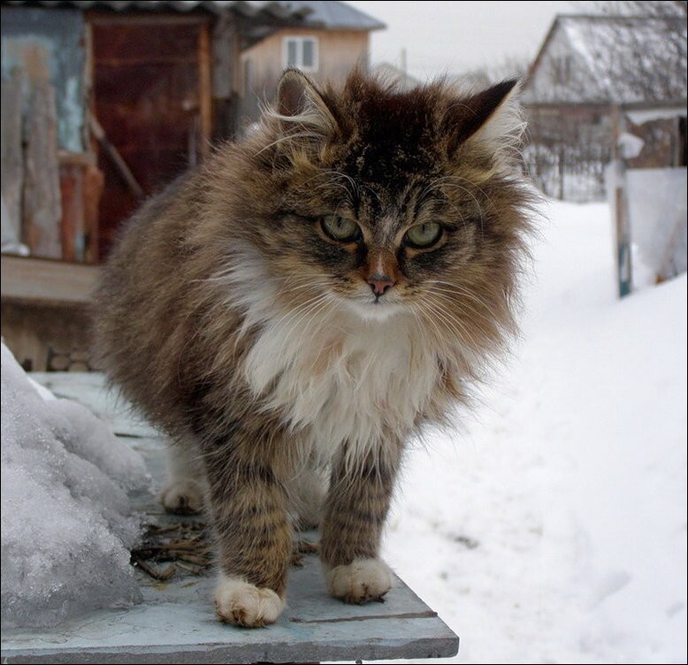 Кошляндия