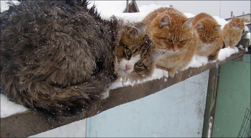 Кошляндия