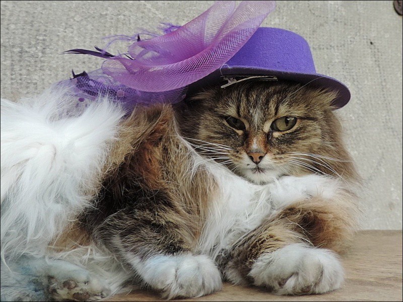 Кошляндия
