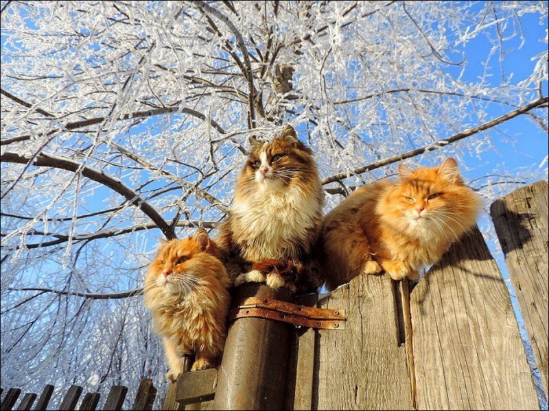 Кошляндия