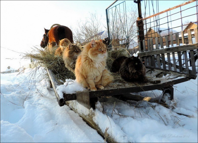 Кошляндия